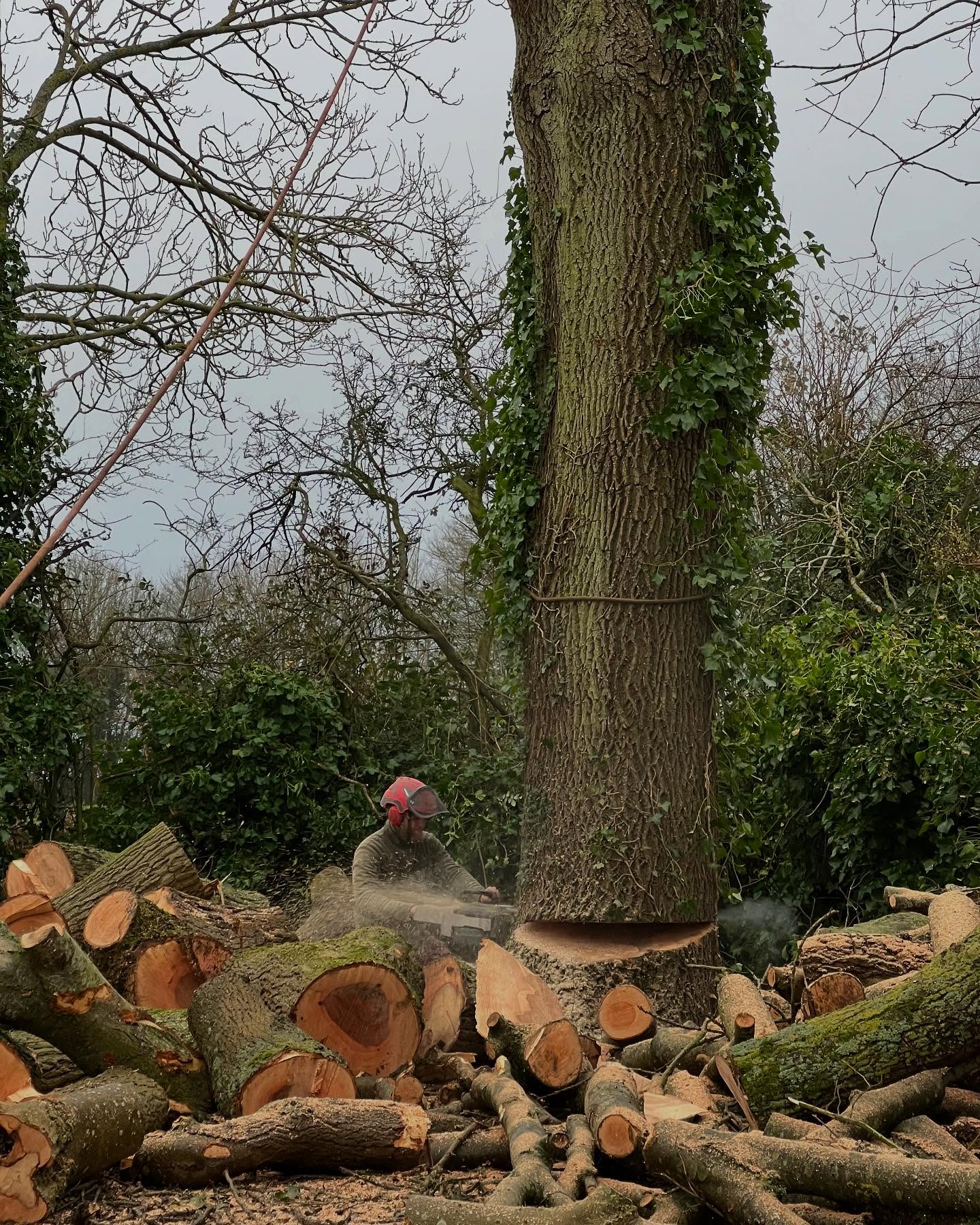 Tree surgeon using large chainsaw to fell tree