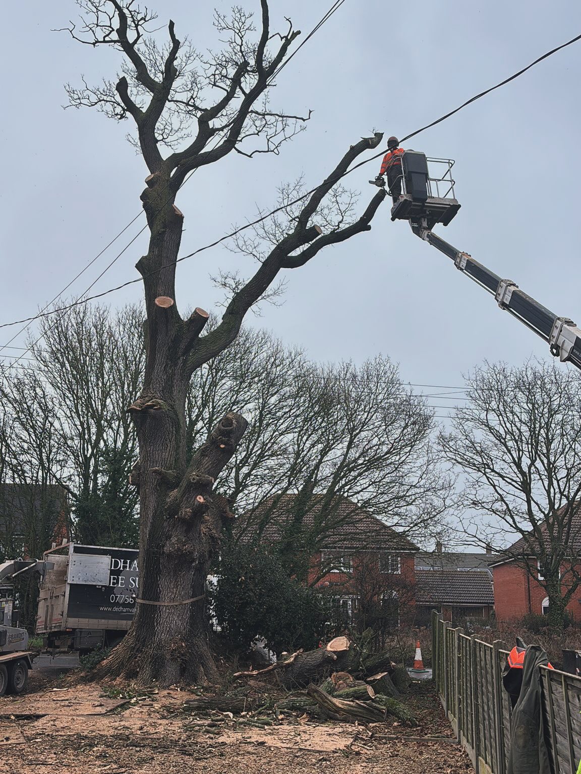 Cherry picker being used to carry out tree removal in Suffolk