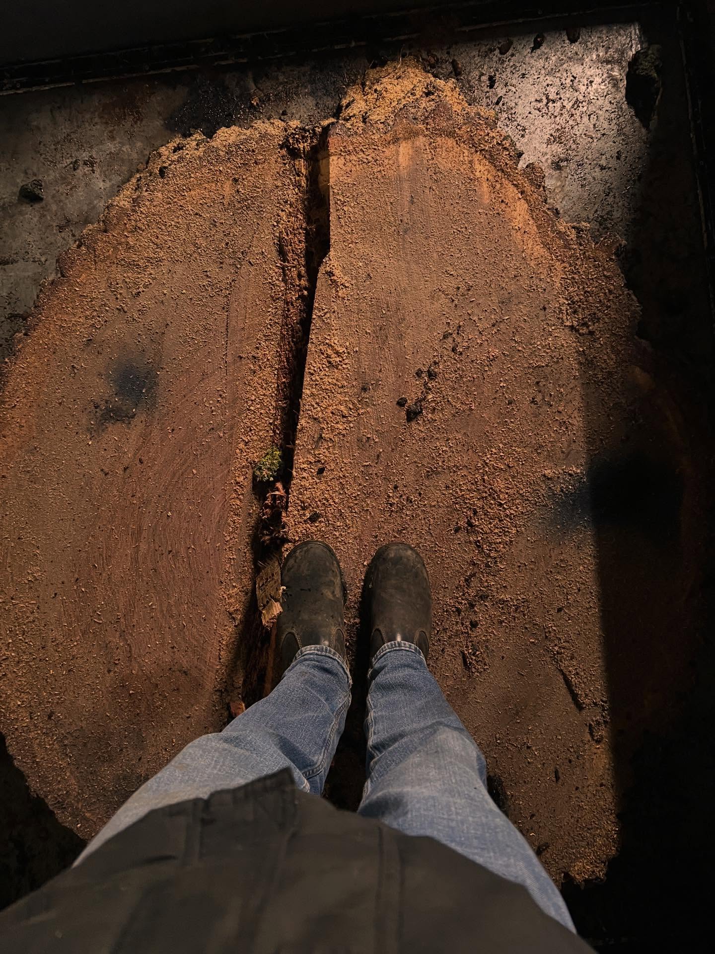 A large piece of Oak