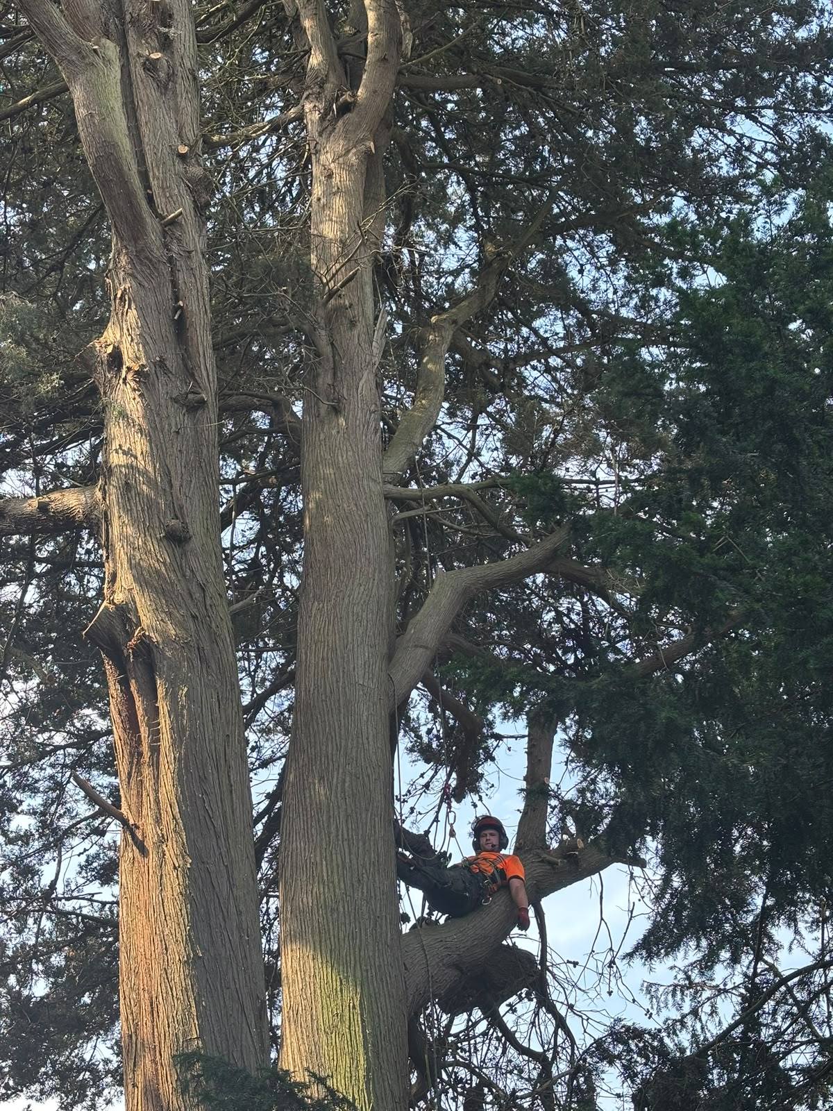 Professional tree surgeon climbing a mature Macrocarpa during a tree monolithing project.