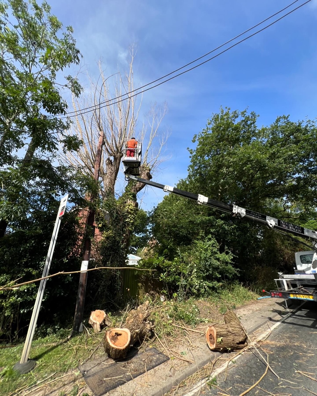 Arborist in MEWP trimming trees