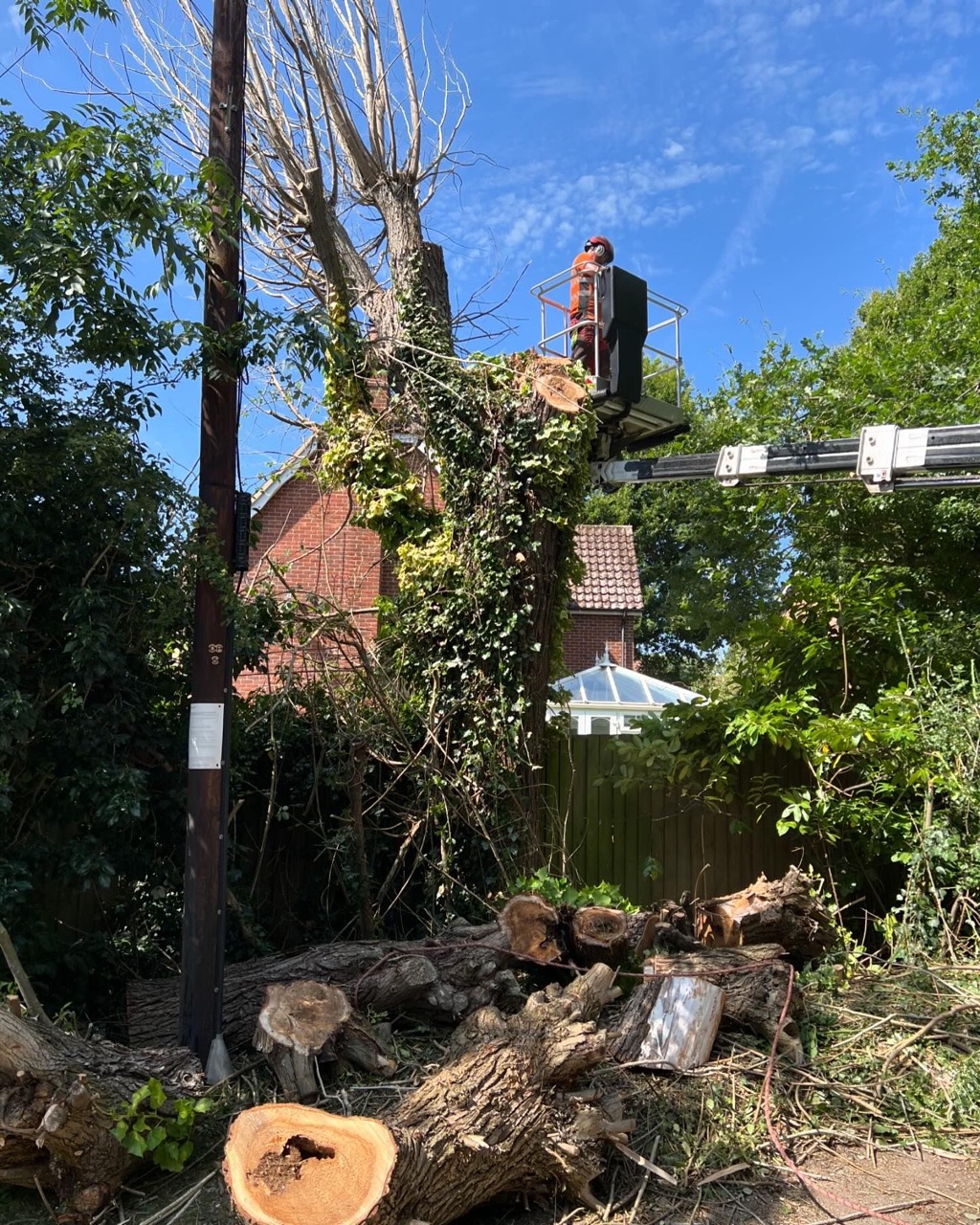 Arborist in MEWP trimming trees