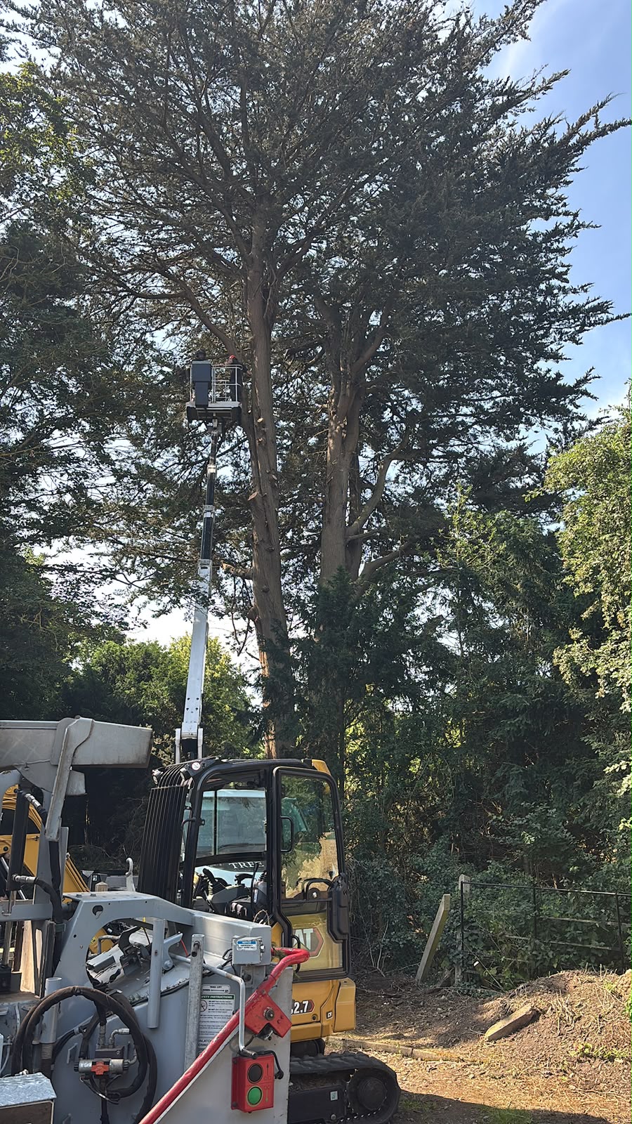 Arborist using a 23m cherry picker to carry out tree monolithing on a mature Macrocarpa tree