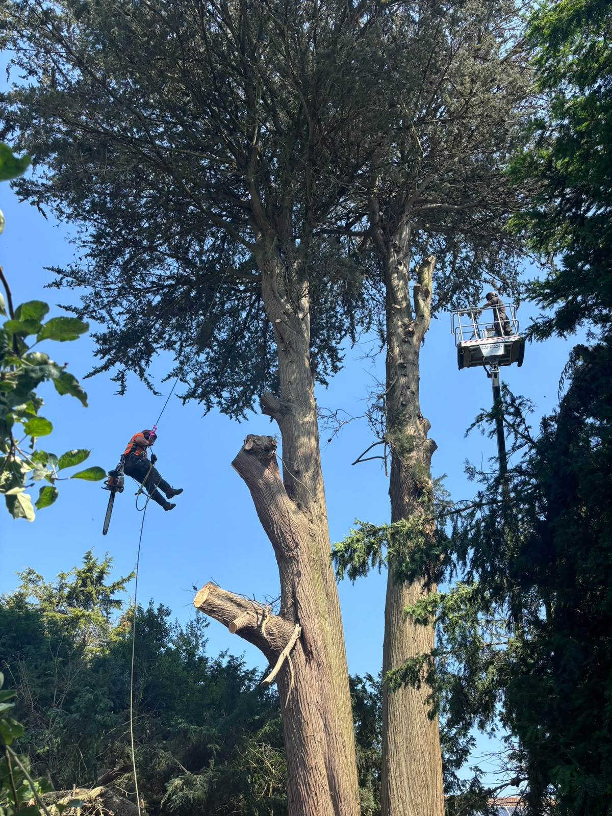 Tree monolithing of a mature Macrocarpa using both rope access and a 23m cherry picker.