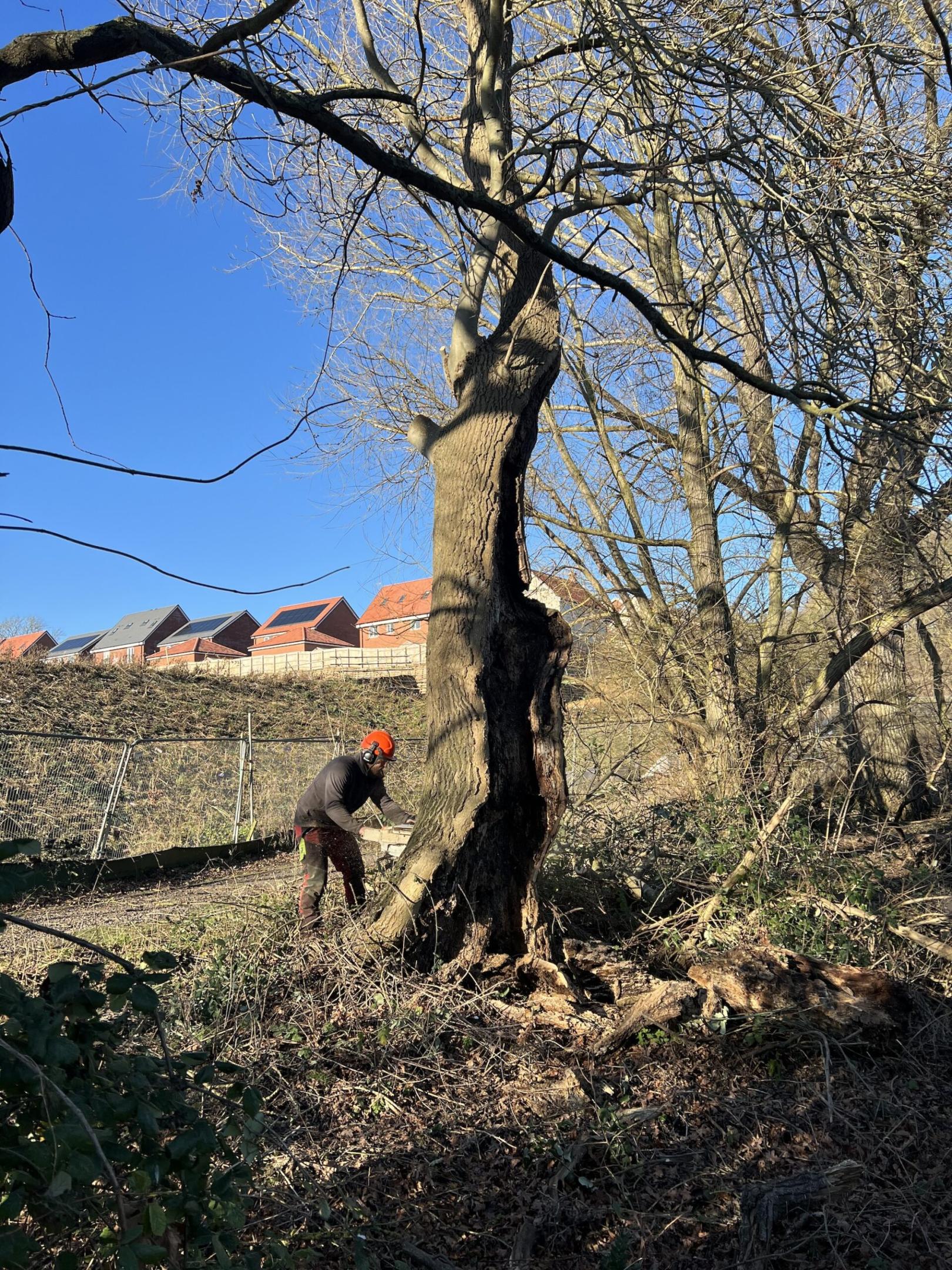 Tree surgeon cutting storm damaged tree in Manningtree