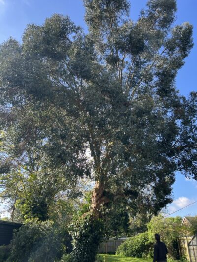 Large Eucalyptus tree