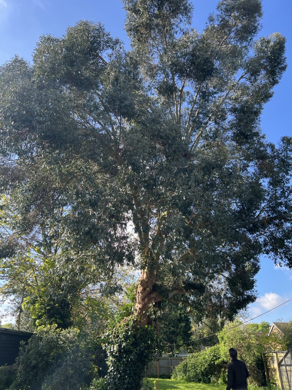 Large Eucalyptus tree