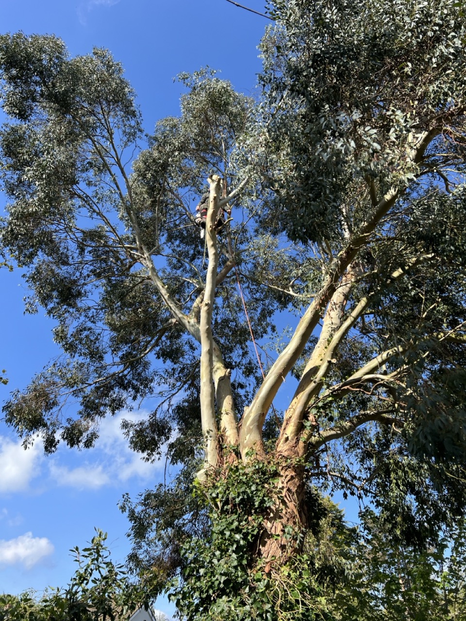 Eucalyptus tree being cut by tree surgeon climbing tree
