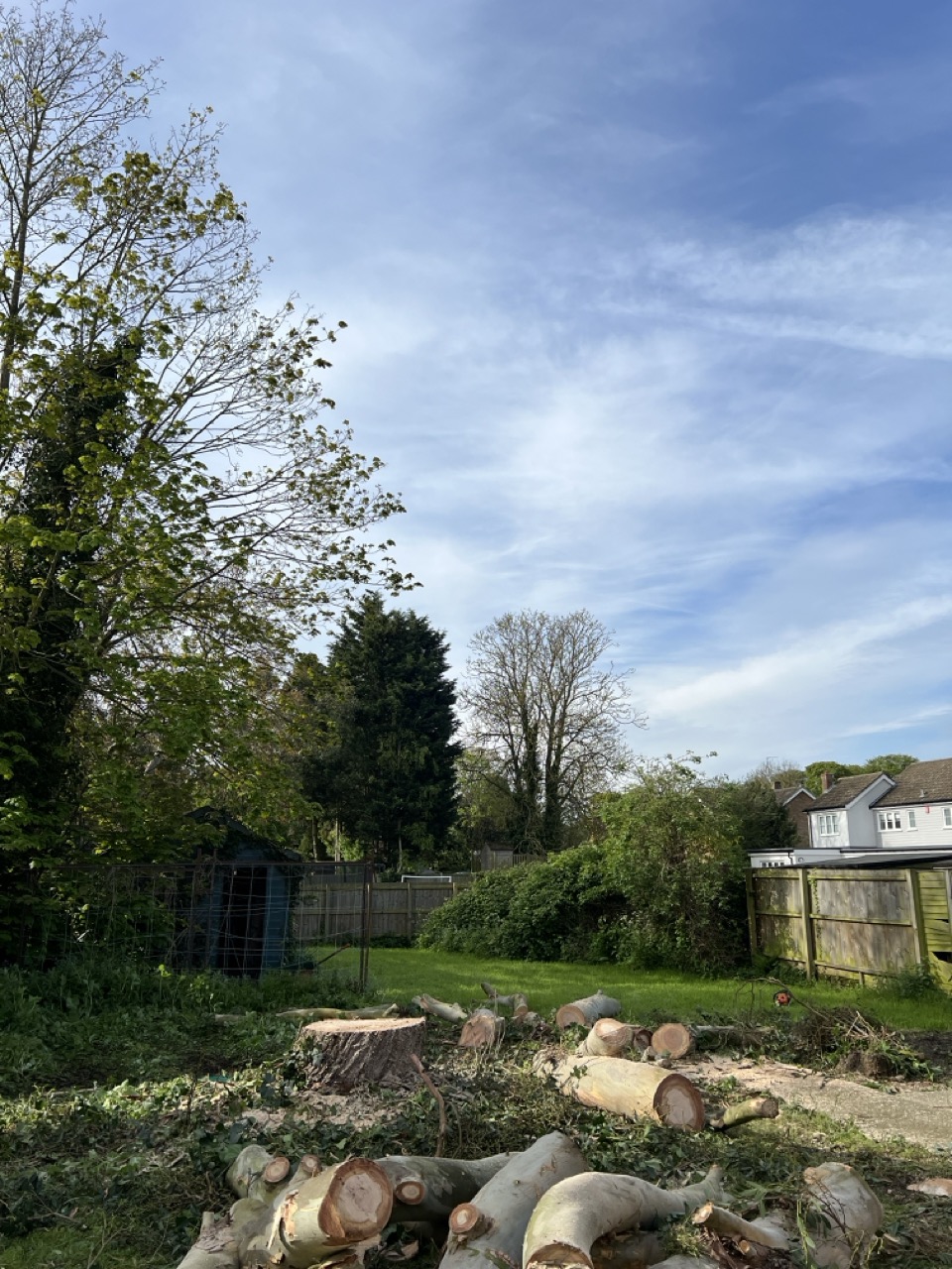Eucalyptus tree cut down