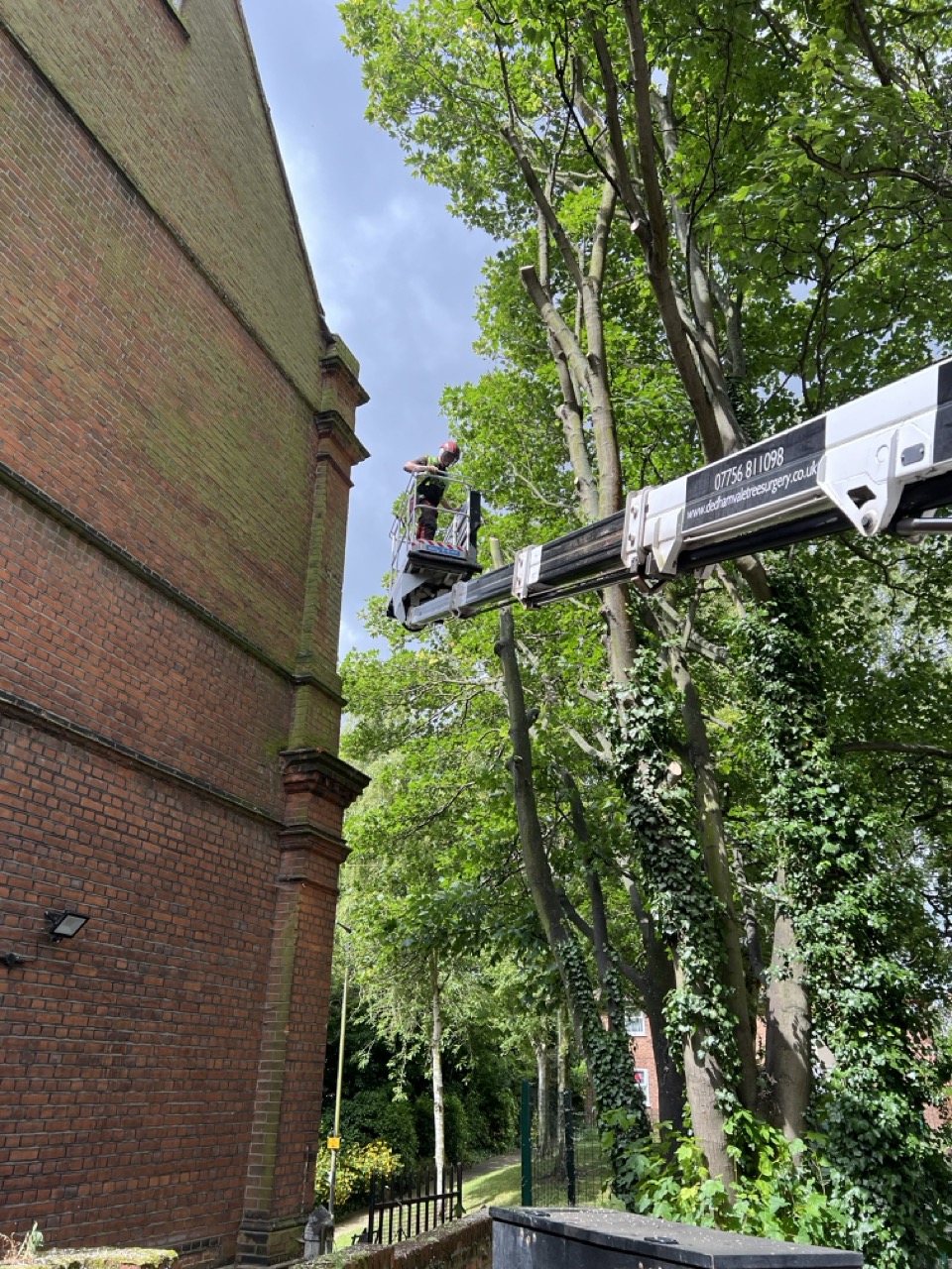 Arborist in MEWP trimming trees