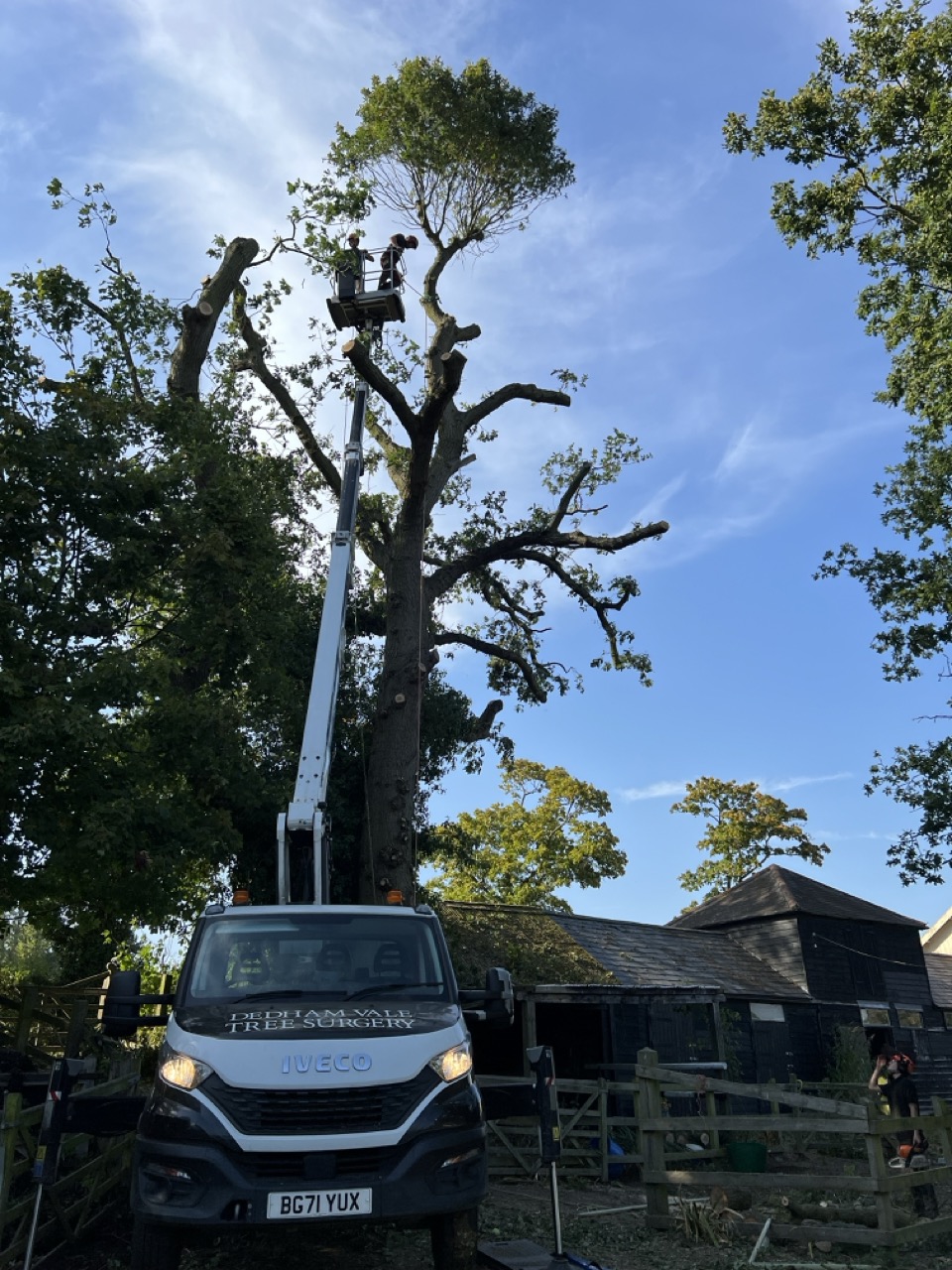 Tree surgeons using cherry picker on large oak tree