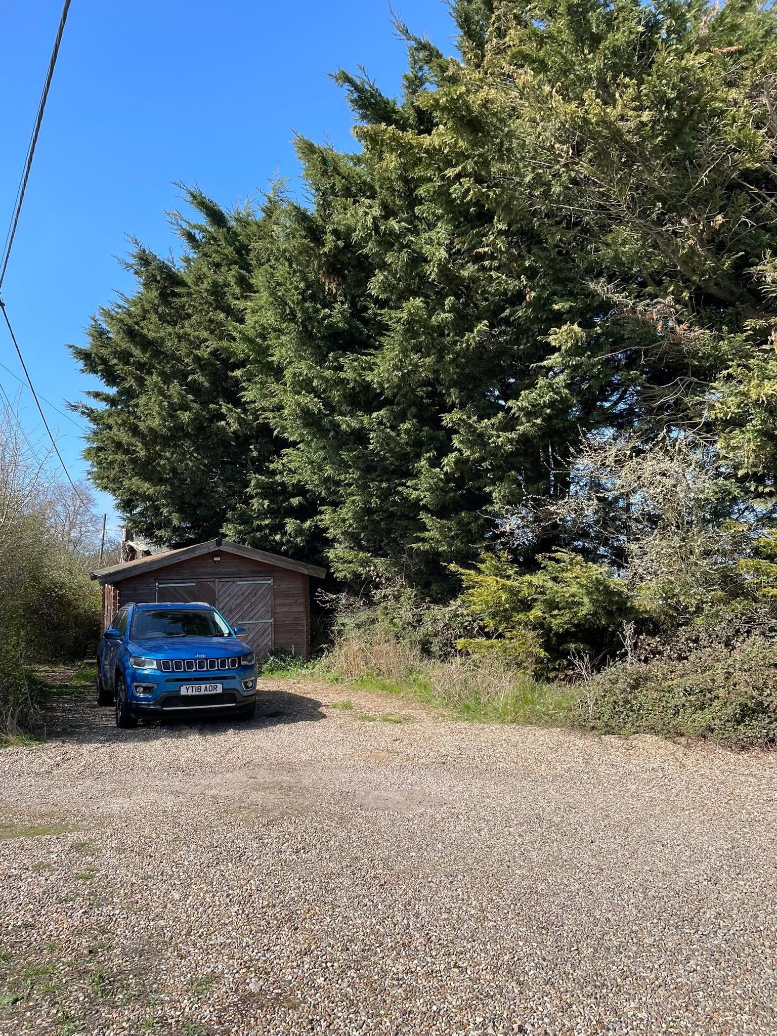 Large row of leylandii cypress trees